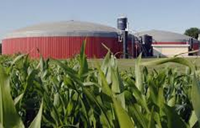 Biomass For Energy Recovery And Electricity Production | Saveco